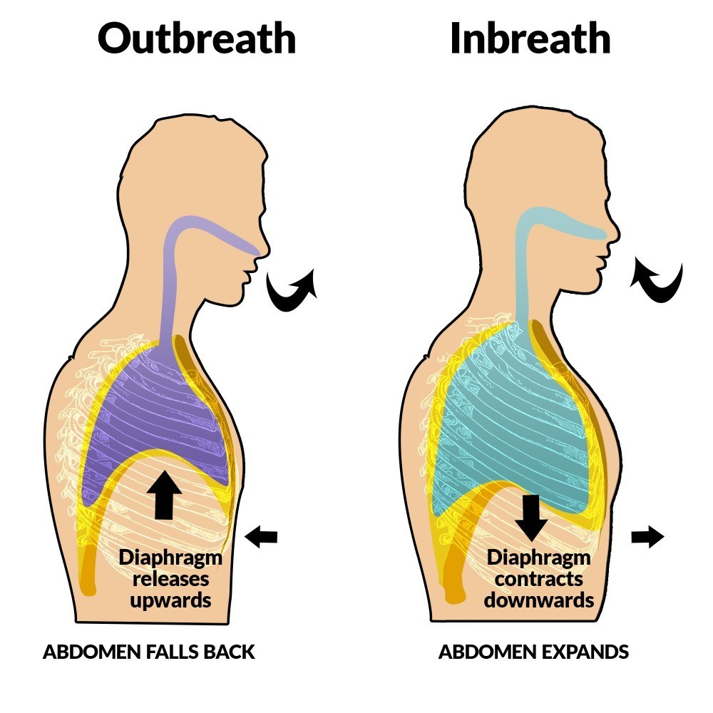 Improving the Function of the Diaphragm | Fast Relief ...