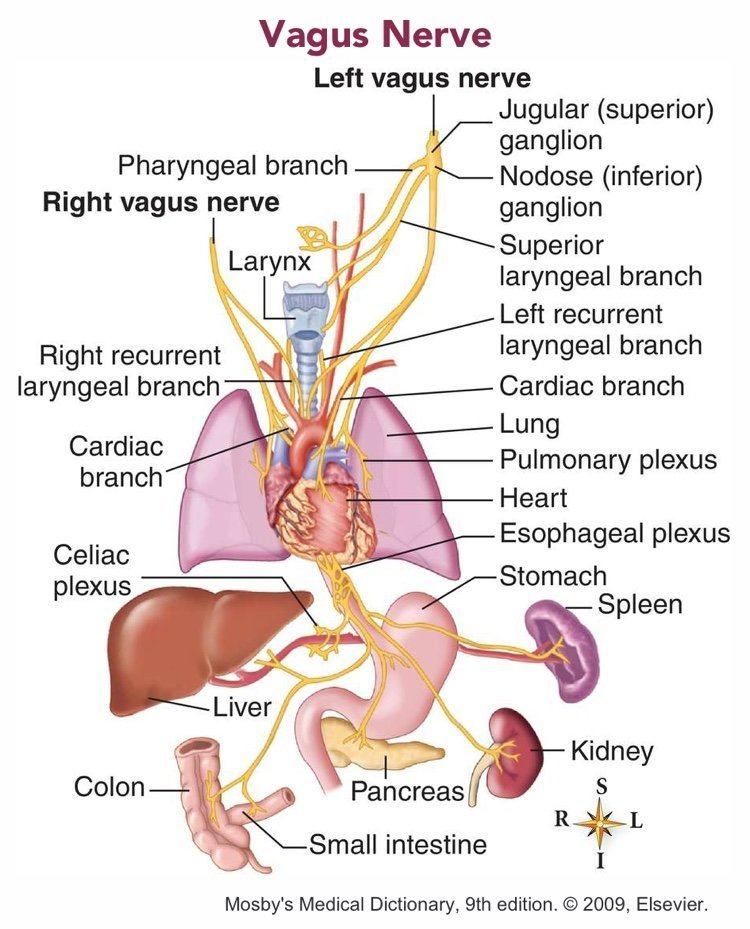 improving-the-function-of-the-diaphragm-fast-relief-acupuncture