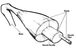 fascia