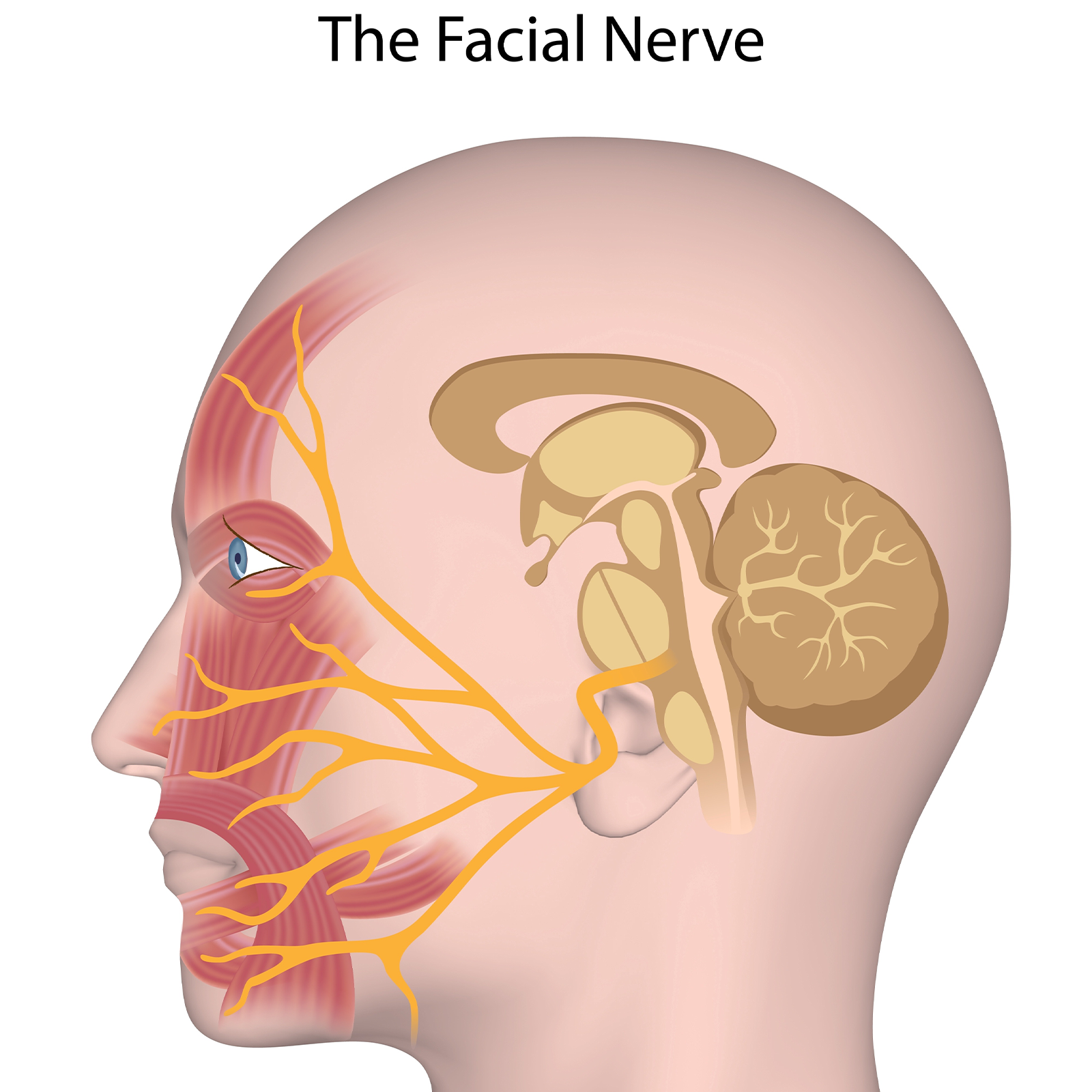 Facial Nerve