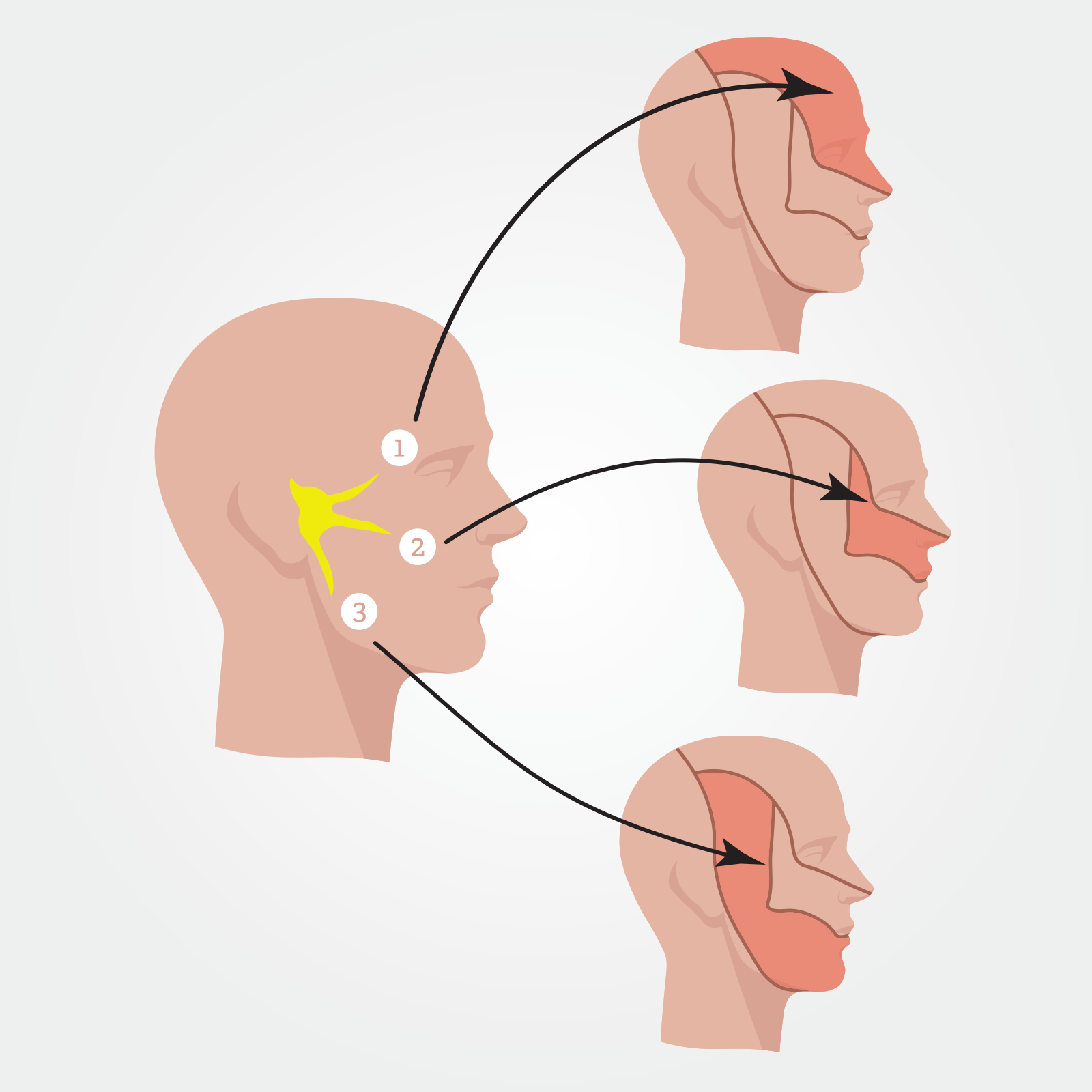 trigeminal nerve